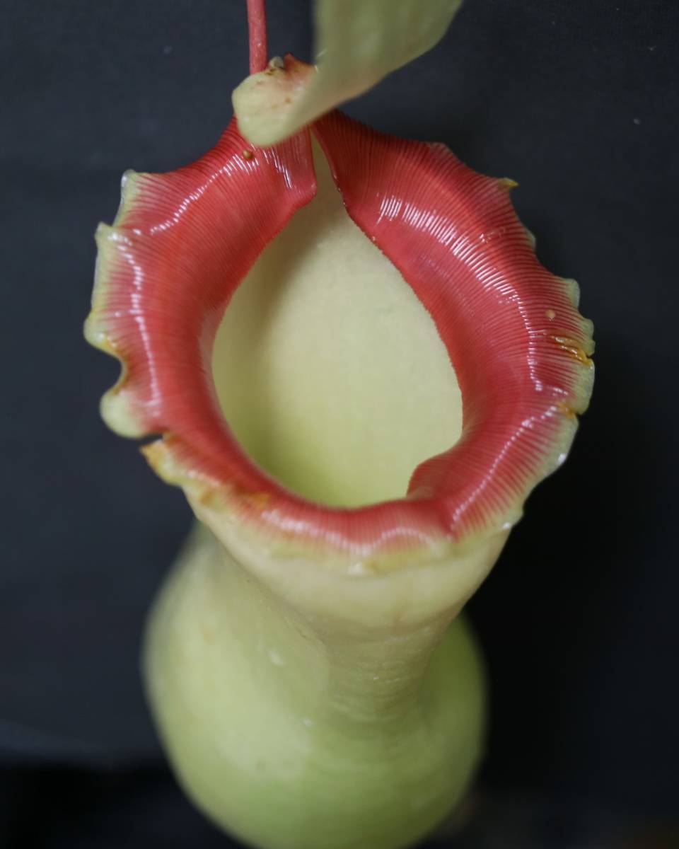 △N.ventricosa （Quezon産 選別個体１） 　ウツボカズラ　ネペンテス属　食虫植物 Nepenthes_株元見本