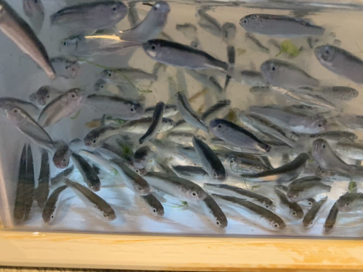 早い物勝ち★活☆静岡県産海水魚★幼魚ボラ1.5〜3cm前後、ペットの餌やり抜群です。100匹セット！数の相談可能！_画像1