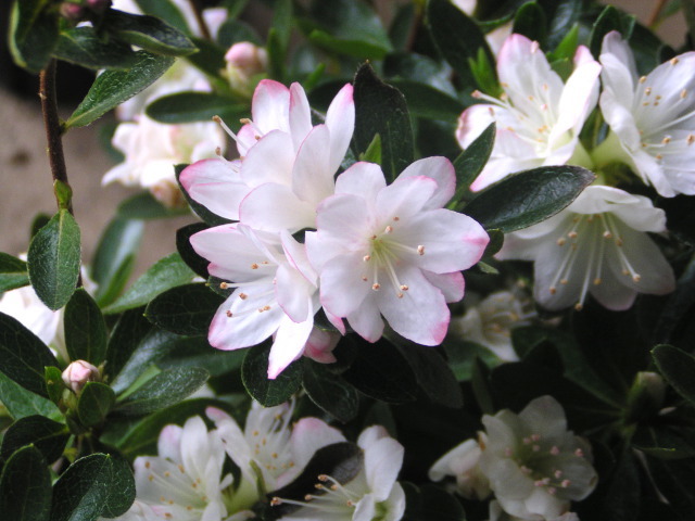 久留米ツツジ【レジナ】12cmポット_白色に桃覆輪の可愛らしい花です。