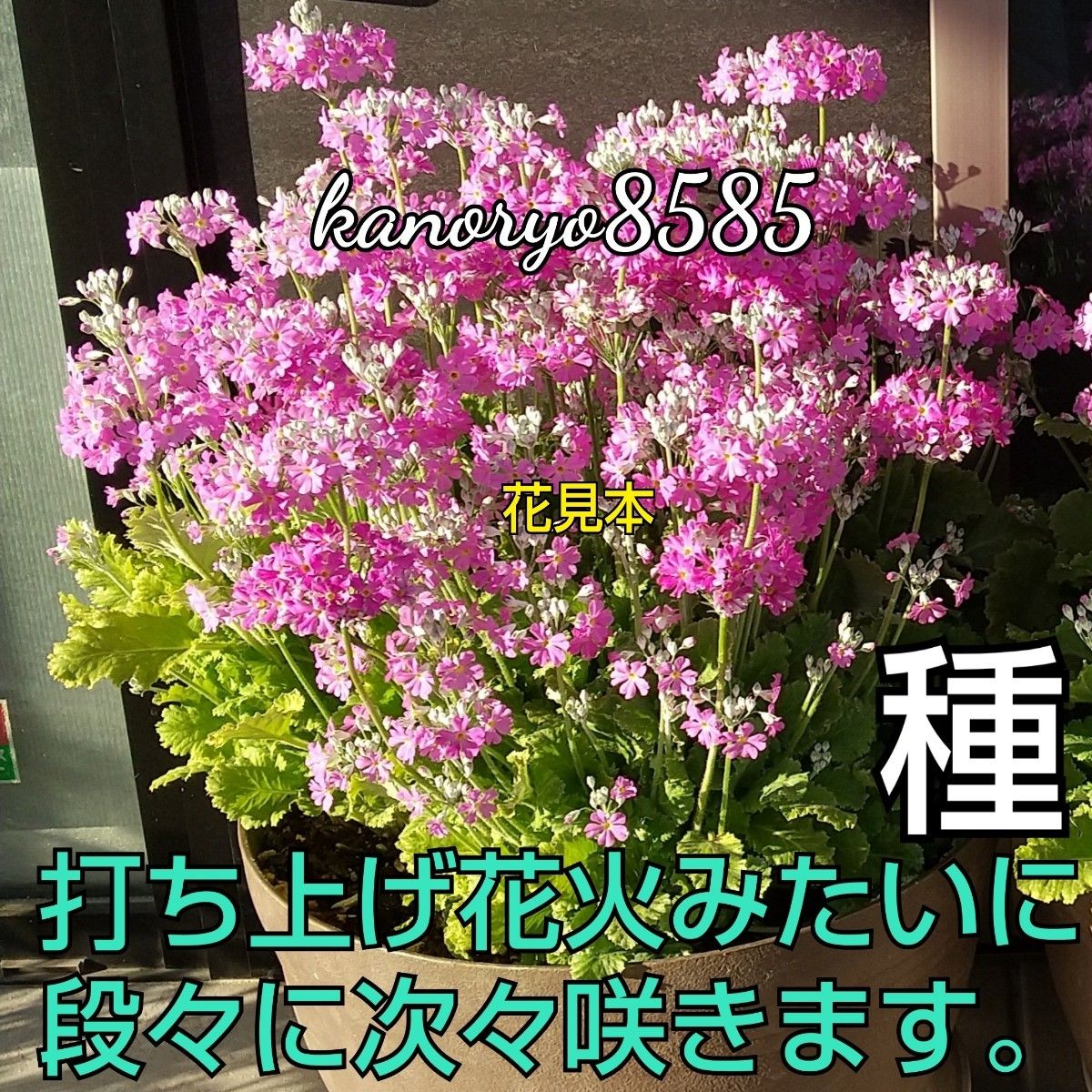 配送無料 桜草 さくら草 さくらそう サクラソウ 種 タネ たね ピンク 春 可愛い花 プランター 花壇 寄せ植え ガーデニング 