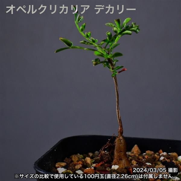 2T8 実生 オペルクリカリア デカリー コーデックス 塊根植物_画像1