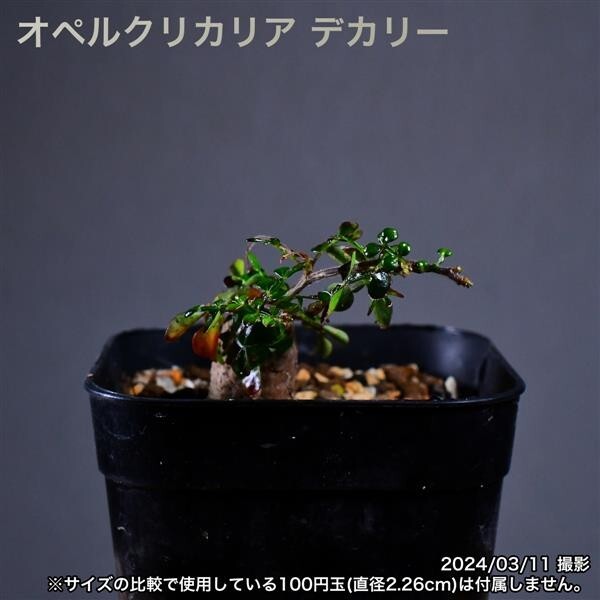 2U6 根挿し パワータンク オペルクリカリア デカリー コーデックス 塊根植物_画像3