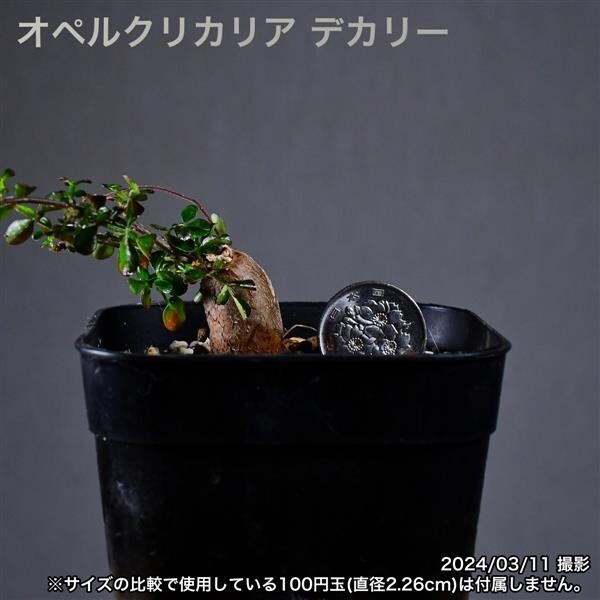 2U6 根挿し パワータンク オペルクリカリア デカリー コーデックス 塊根植物_画像9