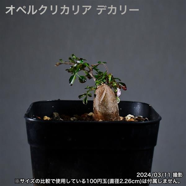 2U6 根挿し パワータンク オペルクリカリア デカリー コーデックス 塊根植物_画像5