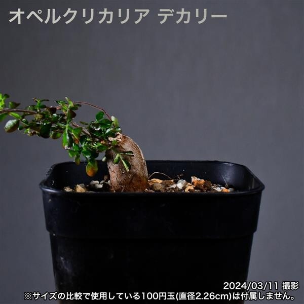 2U6 根挿し パワータンク オペルクリカリア デカリー コーデックス 塊根植物_画像4