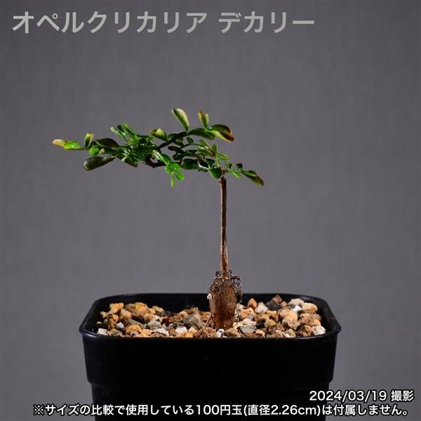 2WA 実生 オペルクリカリア デカリー コーデックス 塊根植物_画像2