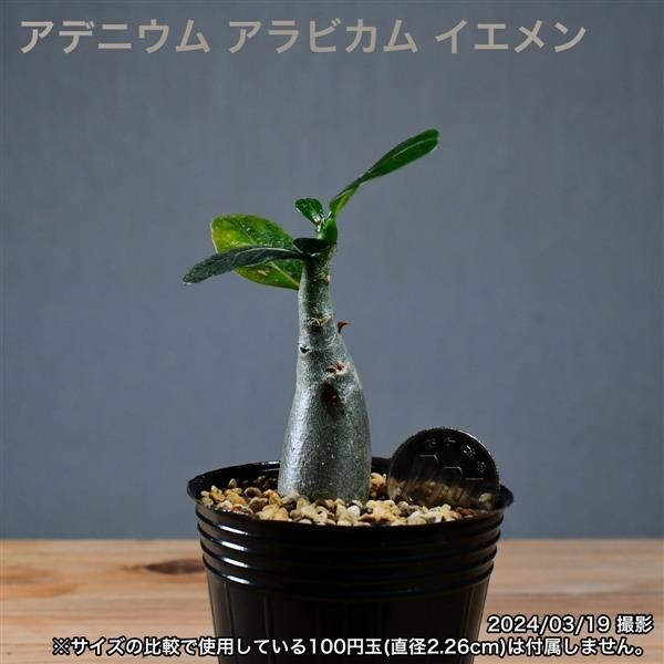 2W1 実生 アデニウム アラビカム イエメン コーデックス 塊根植物_画像7