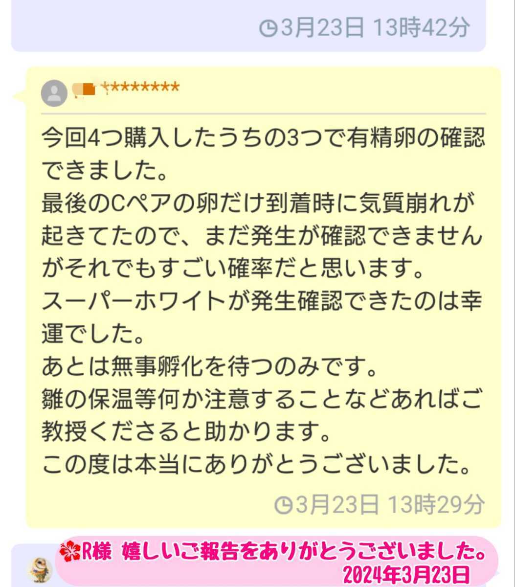 メンフクロウの卵 食用有精卵 1個_画像6