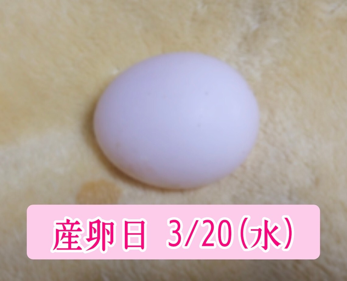 メンフクロウの卵 食用有精卵 ・1個_画像5