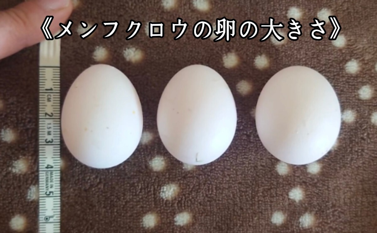 メンフクロウの卵 食用有精卵 ・1個_画像2