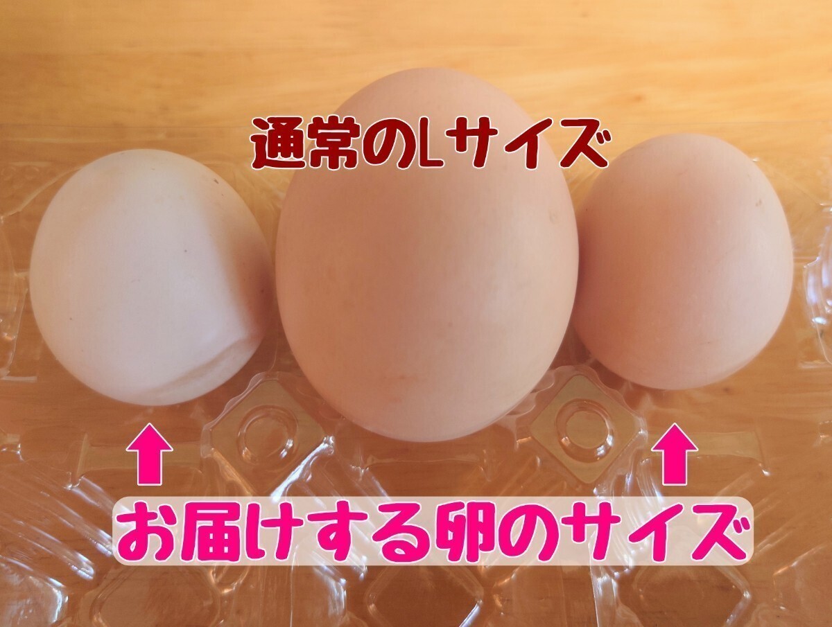 小さい鶏ミックス 食用有精卵(8個)_画像3