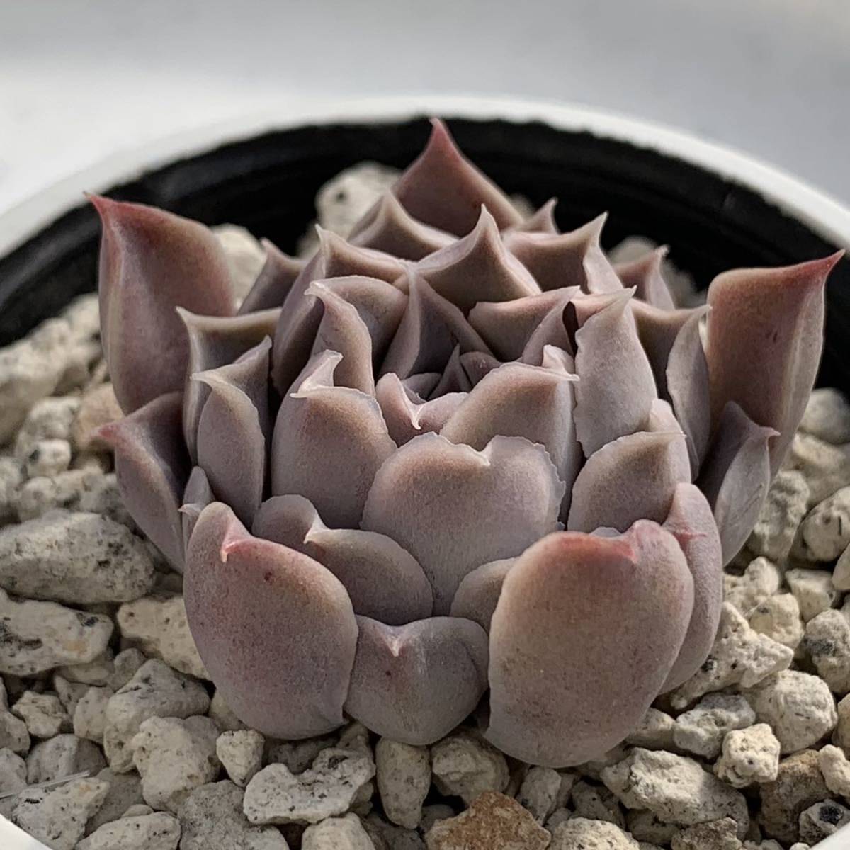 エケベリア原種 ヒアリナ ラパス② 実生苗【安心の根付抜き苗】ECHEVERIA hyalina, San Luis de La Paz 多肉植物_画像2