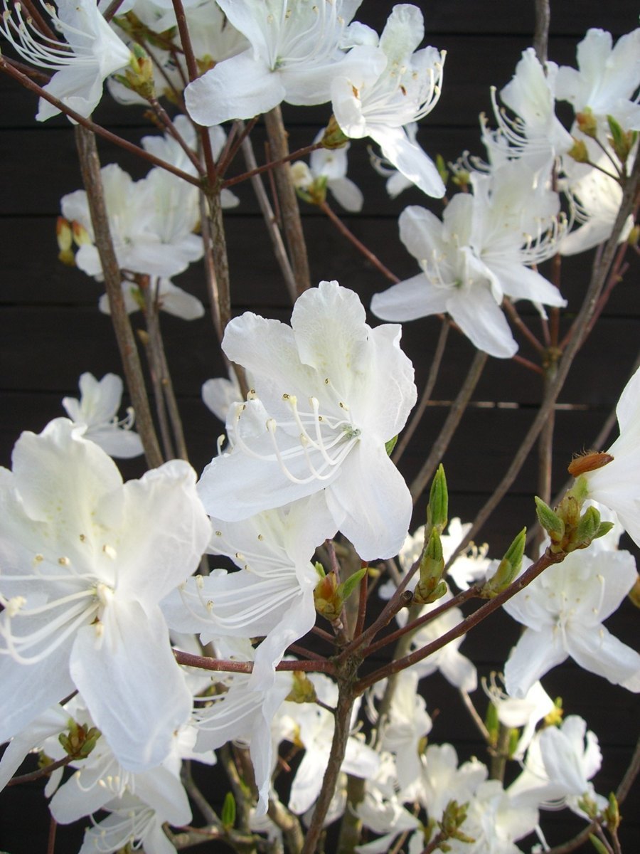  Mitsuba азалия [ белый цветок ] [ бесплатная доставка ]