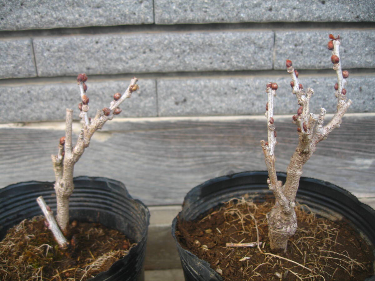  wistaria [ one -years old wistaria ] 2 pot set ⑥