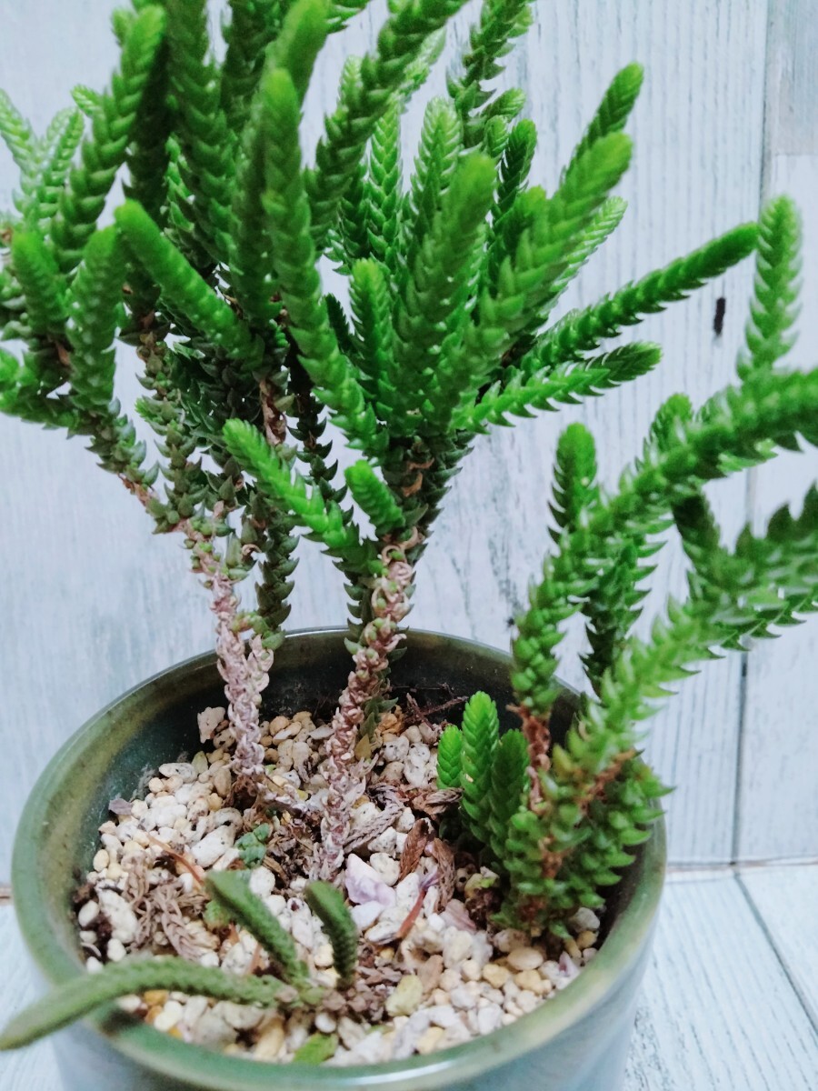 【若緑】抜き苗　根付き　多肉植物　クラッスラ_画像3