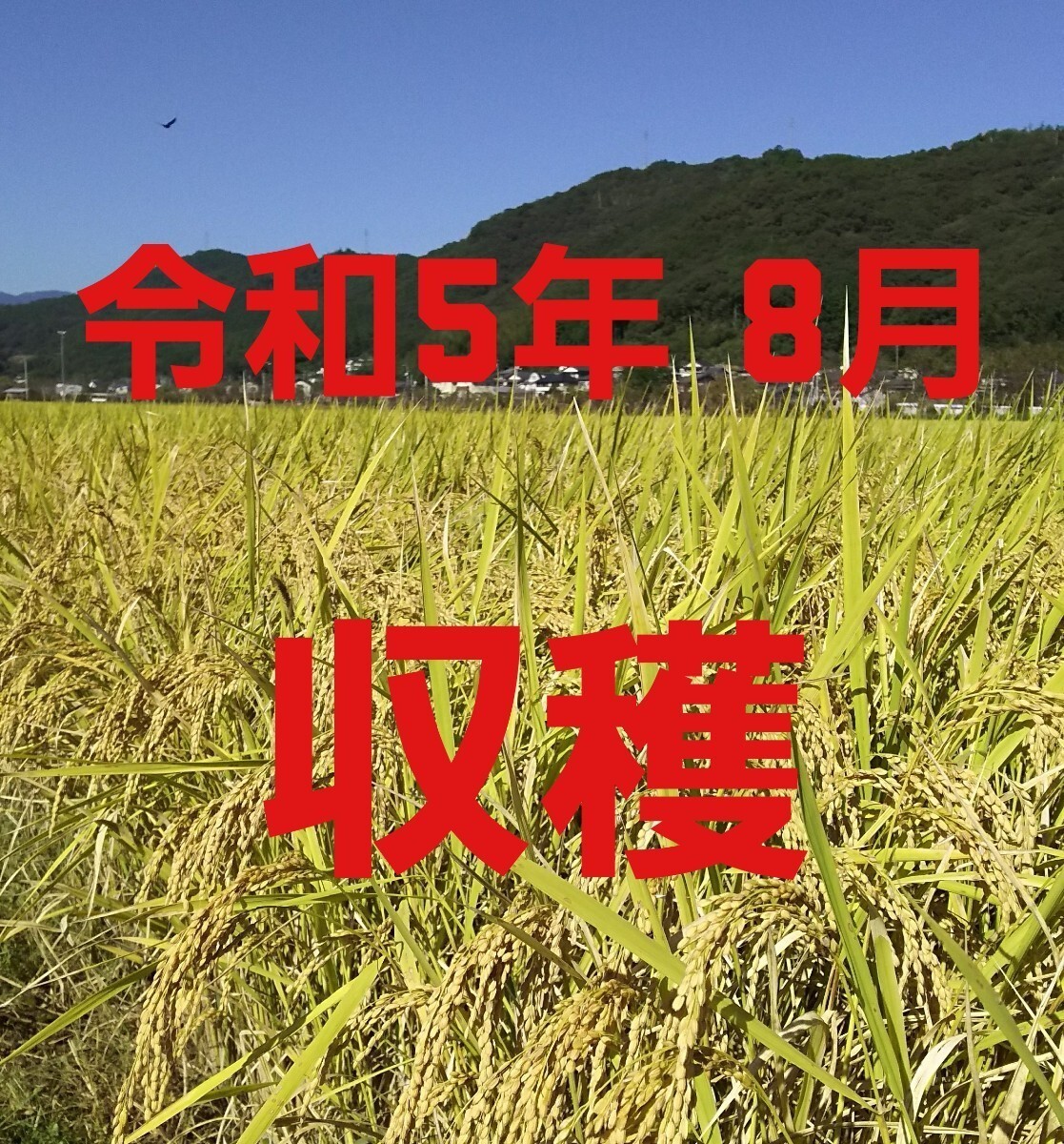 送料込み 令和5年産 高知県産 新米コシヒカリ 玄米30㎏(袋込み)の画像3