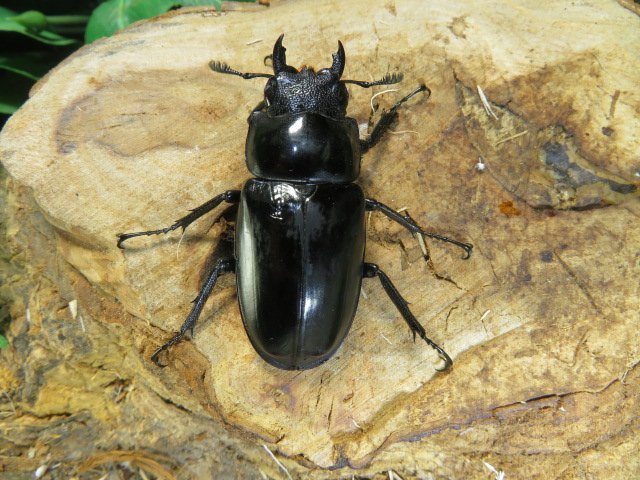 ギラファノコギリクワガタ　♂98ミリ♀47ミリ・スラウェシ島・成虫・昆虫ショップアリスト_画像2