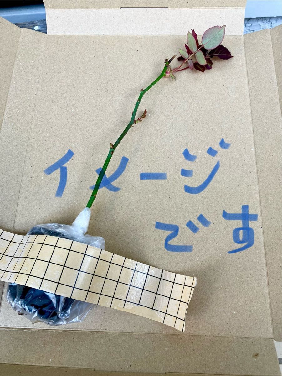 薔薇の苗　挿し木　お任せ　1つ