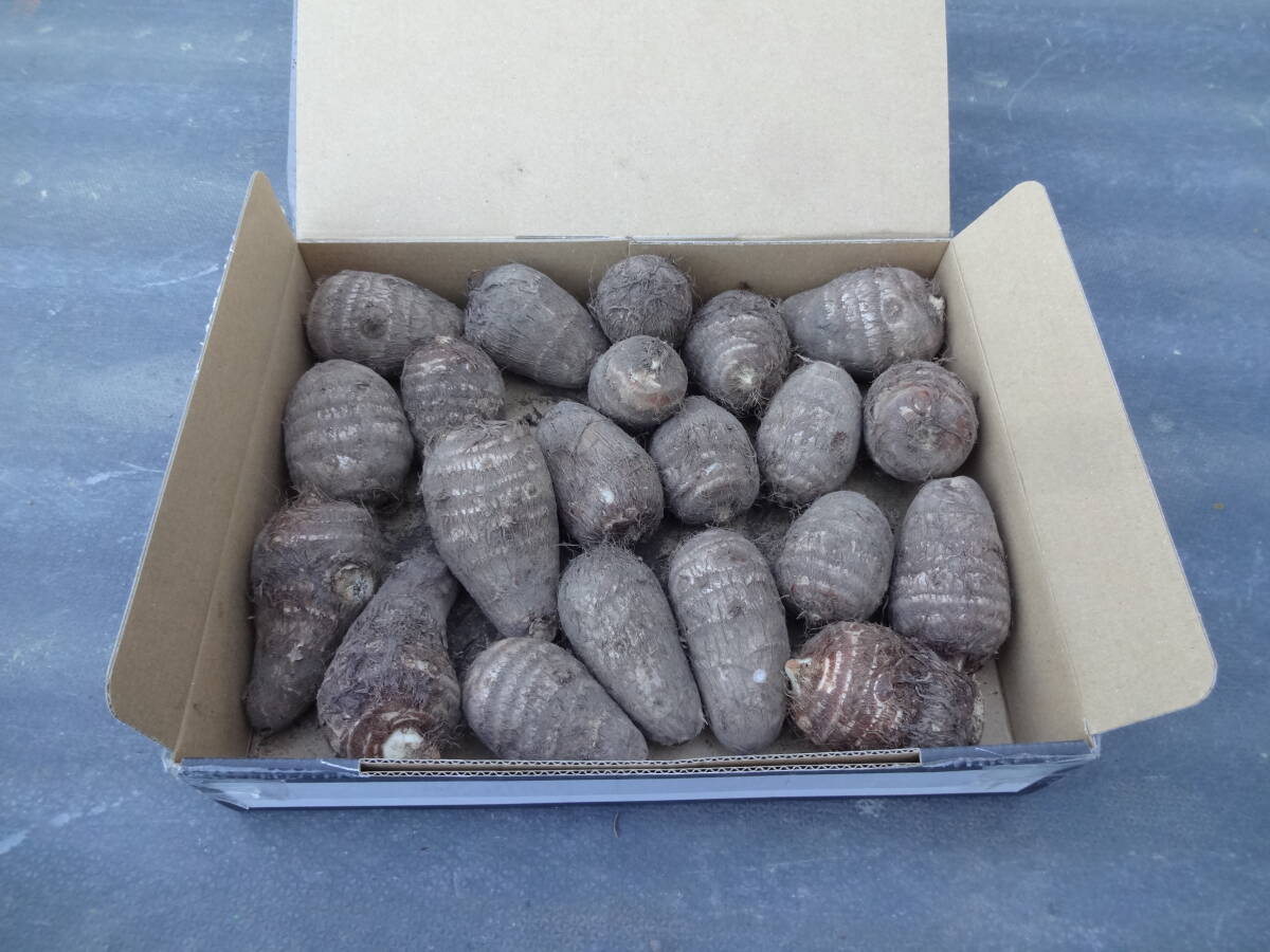 里芋（土垂） 種芋　約 1kg ２１個　　　　さといも　サトイモ_画像1