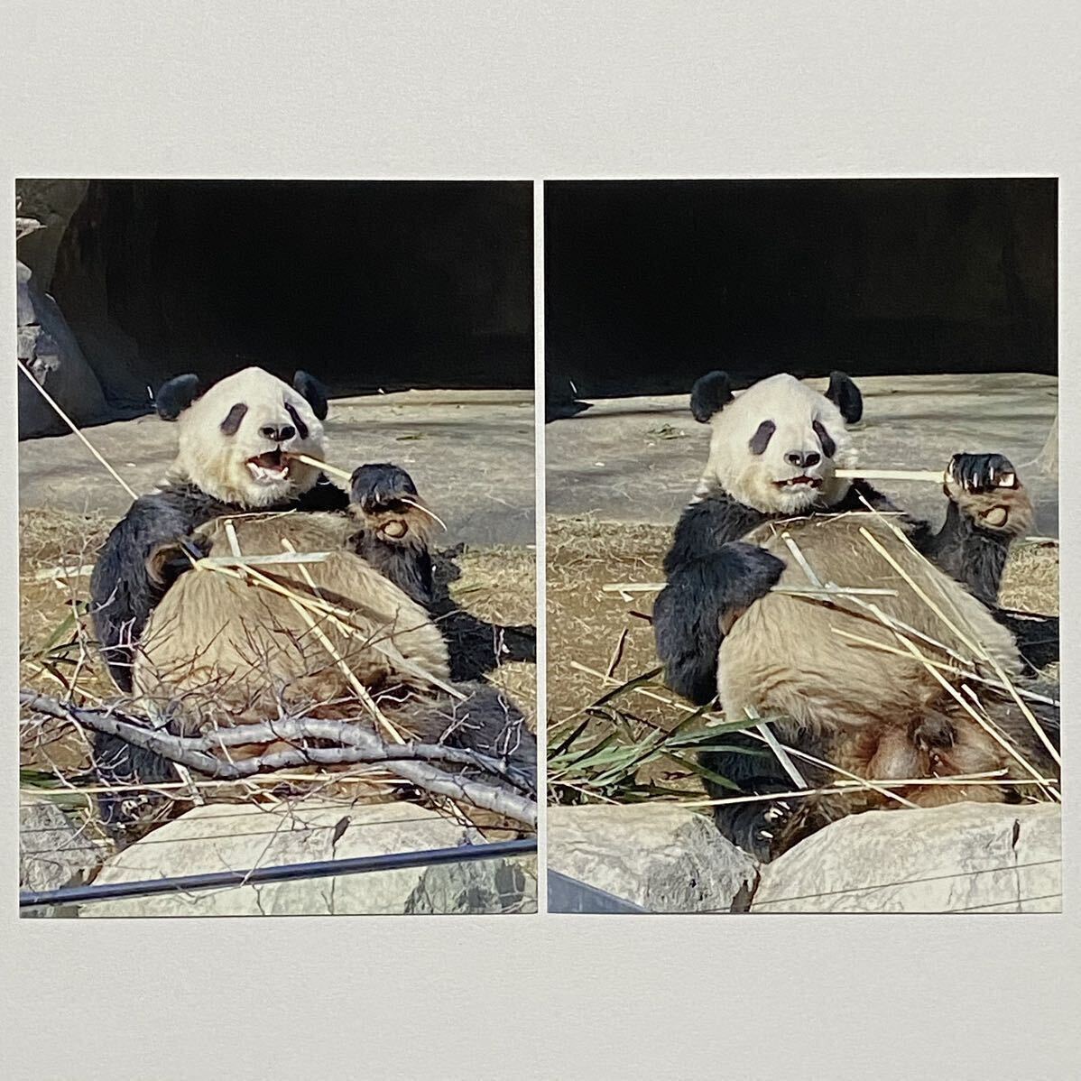 上野歴代パンダ抄本つなぐ 上野動物園ジャイアントパンダ飼育の 上野歴代パンダ抄本つなぐ 上野動物園ジャイアントパンダ飼育の