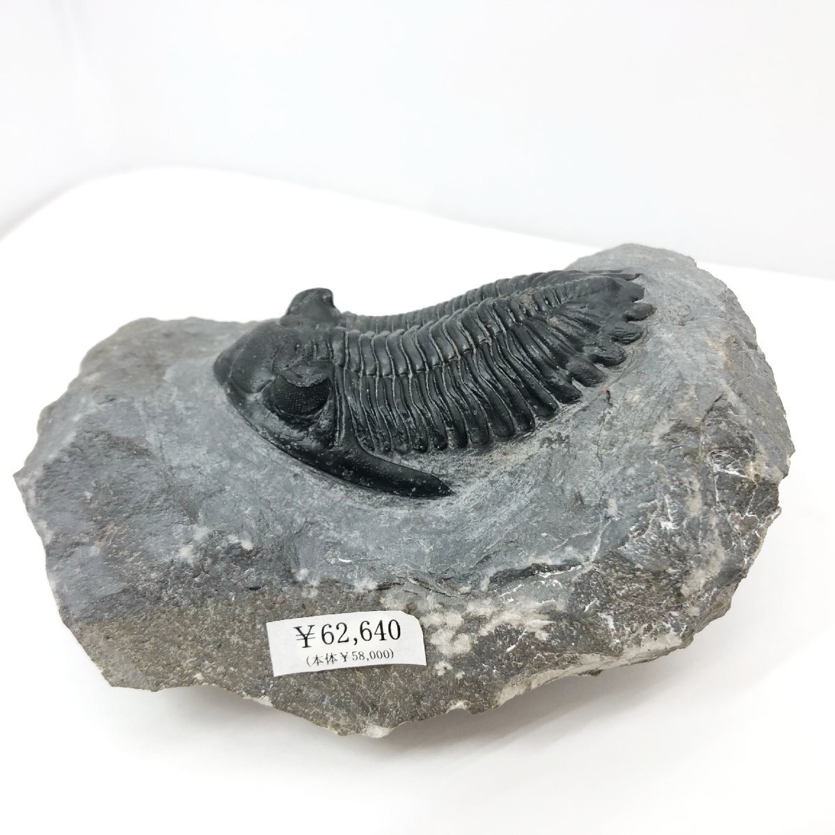 三葉虫 Trilobites Holladops mesocristata ホラドプス デボン紀前期 約4億年前 Jbel Oufaten, Alnif, Morocco 化石_画像2