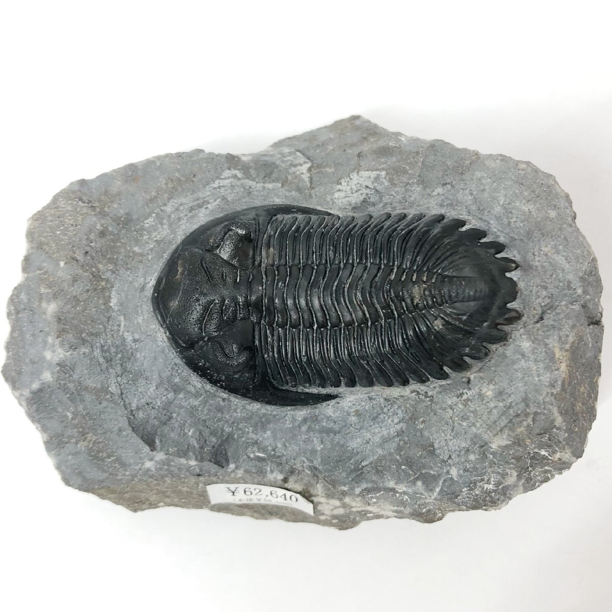 三葉虫 Trilobites Holladops mesocristata ホラドプス デボン紀前期 約4億年前 Jbel Oufaten, Alnif, Morocco 化石_画像5