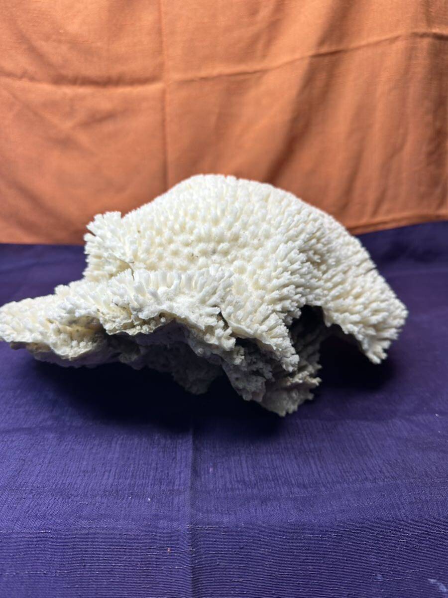 水槽飾り　白珊瑚　天然珊瑚　置物　インテリア サンゴ 飾り コレクション_画像3