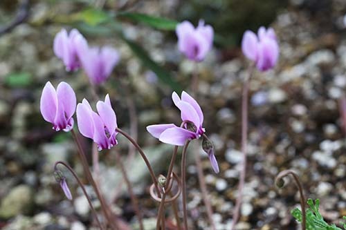 山野草　原種シクラメン　コウム　苗_開花見本写真