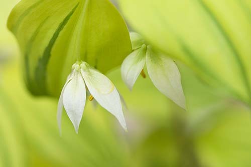 山野草　間もなく開花　斑入り チゴユリ　(黄金月）苗_開花見本写真