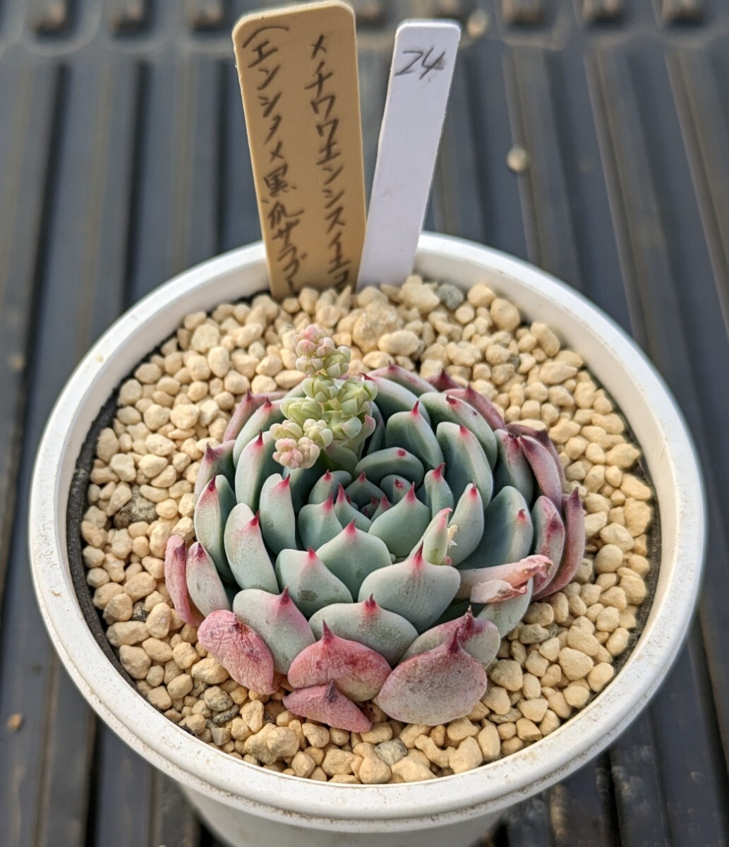 24. （エンシノ×黒爪ザラゴーサ）×チワワエンシスイエコラ 実生苗 エケベリア 国産 多肉 Echeveria_画像2