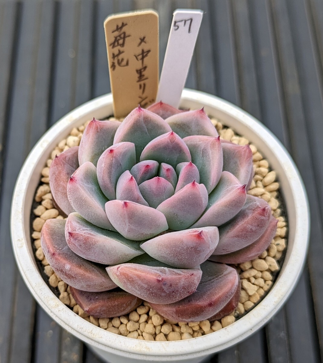 57.苺花×中里リンゼアナ 実生苗 エケベリア 国産 多肉 Echeveria_画像1