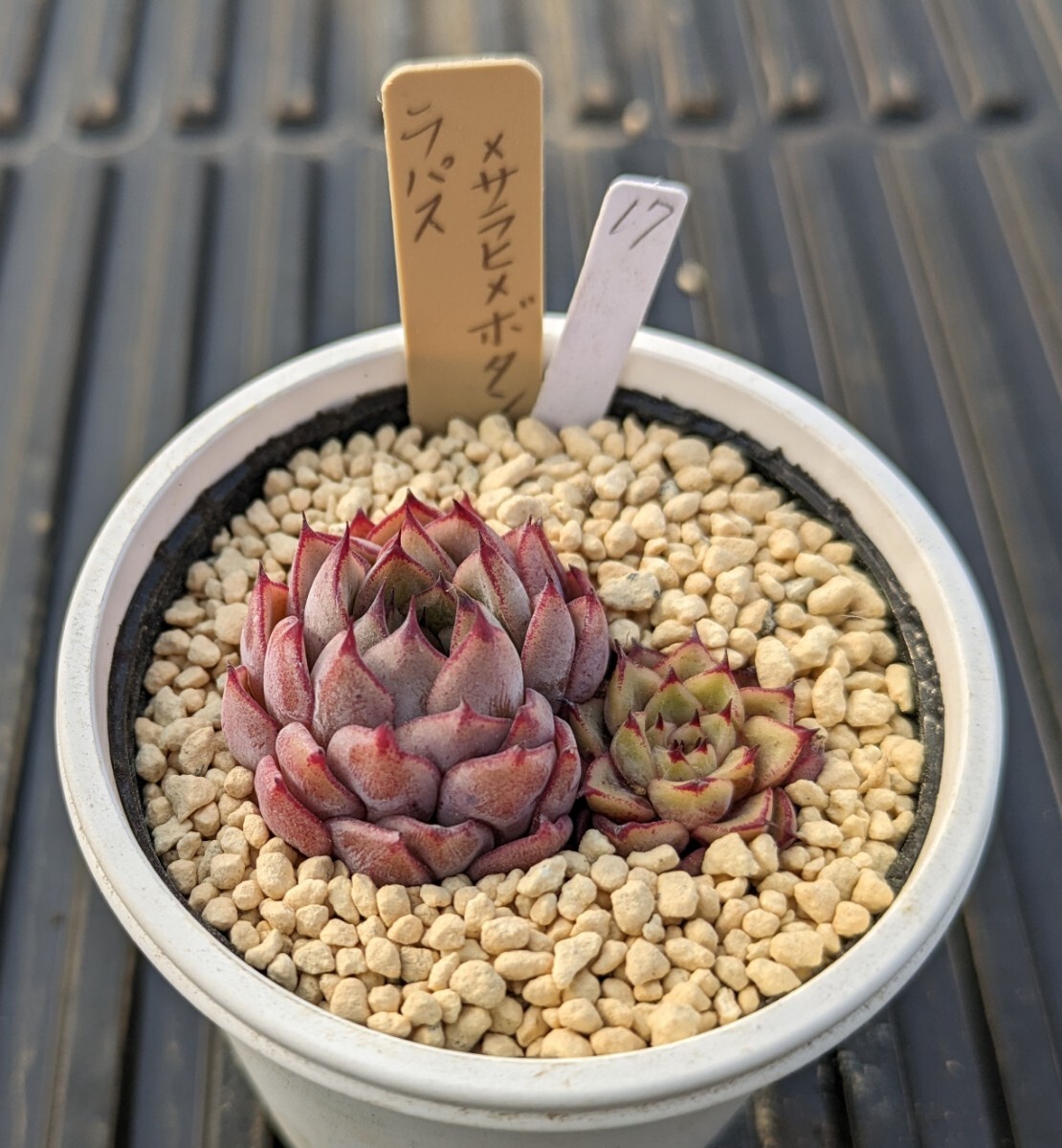 17.ラパス×サラヒメボタン 実生苗 エケベリア 国産 多肉 Echeveria_画像1