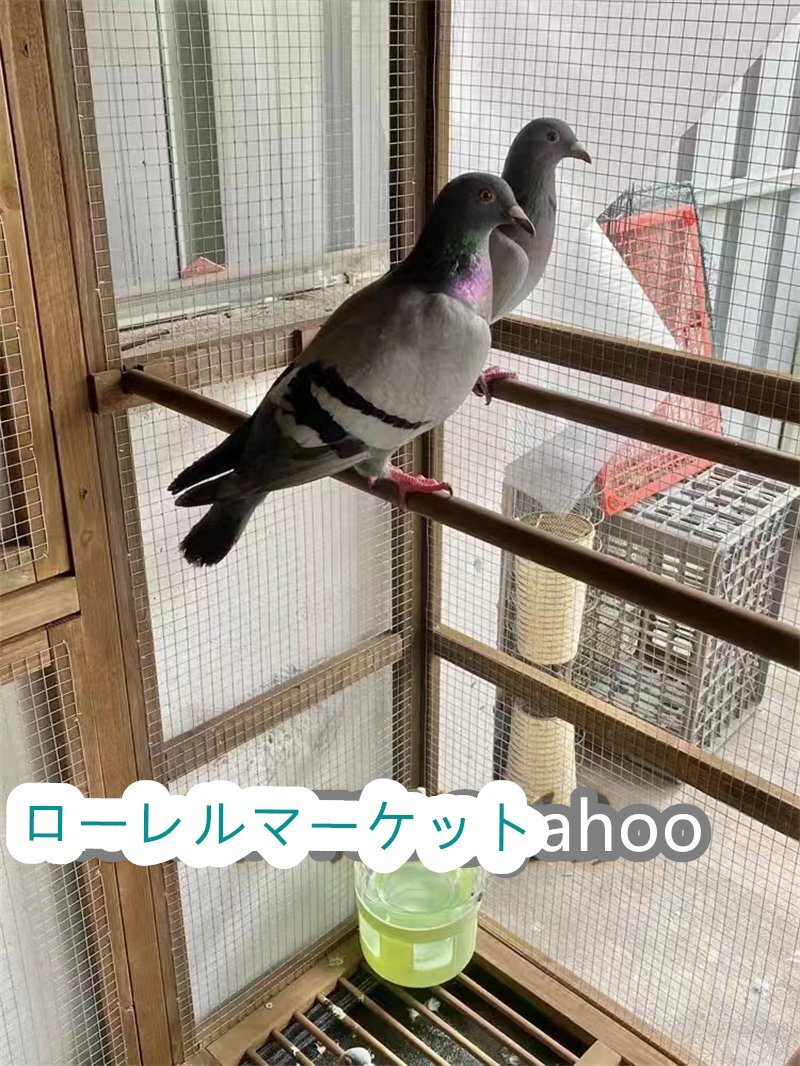 良い品質☆ハトちゃんのお部屋 大型豪華ハト小屋 防雨防腐 木製鳥かご 飼育 アヒル 屋外養殖 庭用 通気性 耐磨耗