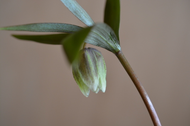 * snow break up .* fields and mountains grass * [ Koshino kobaimo] flower .4. goods 