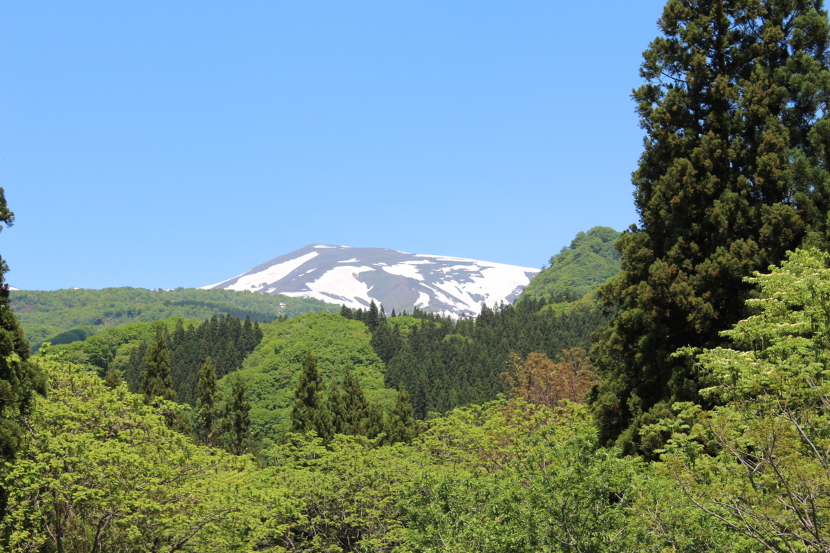 [予約]5月中旬～■山形県産　わらび　約1ｋg　あく抜き用木灰付_画像7