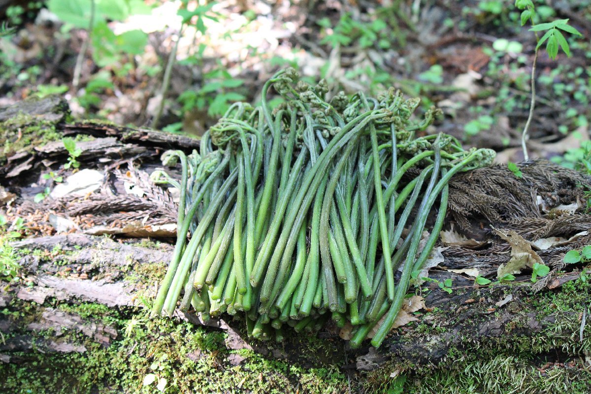 [予約]5月中旬～■山形県産　わらび　約1ｋg　あく抜き用木灰付_画像5