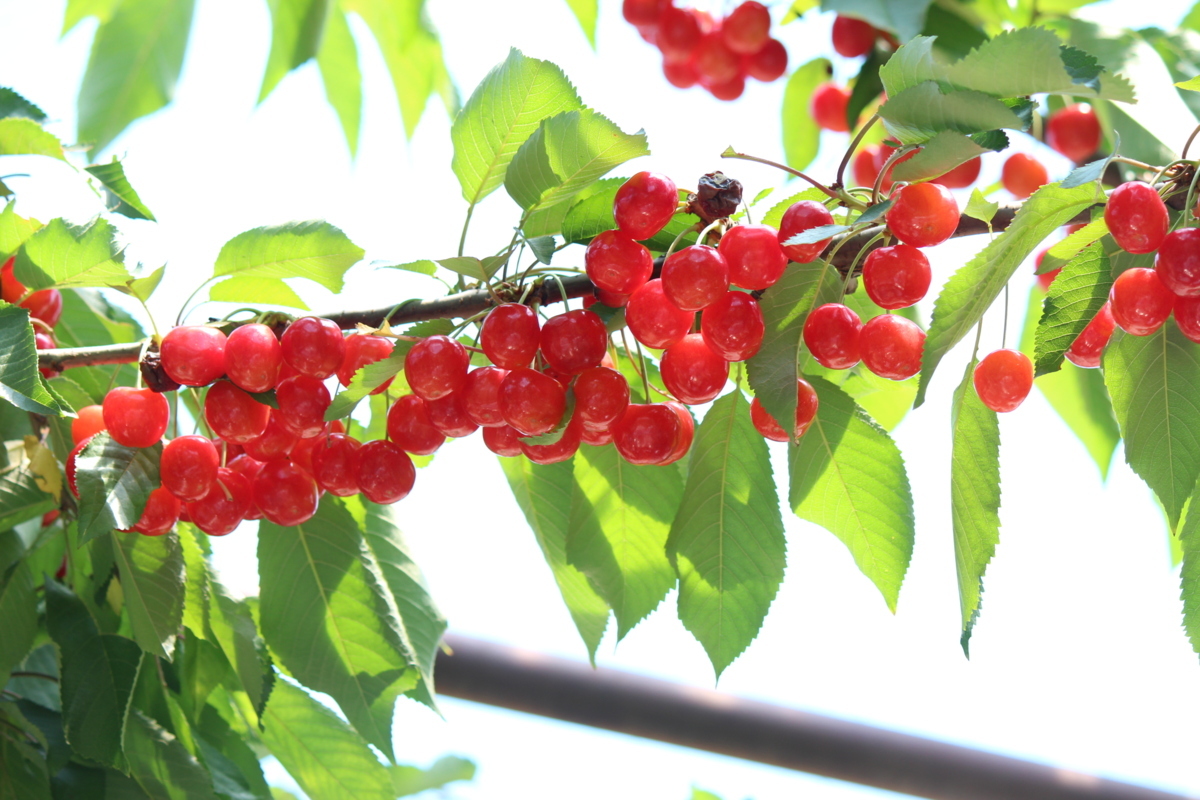 早期予約【母の日】山形県産さくらんぼ【佐藤錦】24個入　秀　L_画像6