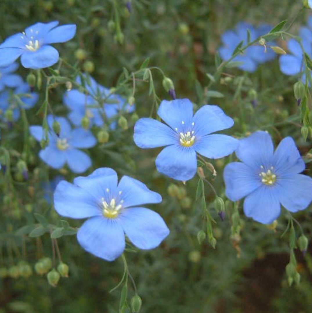岩ミニレター６３円③23 オンファロデス フラックス 各50粒 小花がかわいい 春撒き花の種 種子 ホワイト ブルー セット 青い花 白い花の画像3