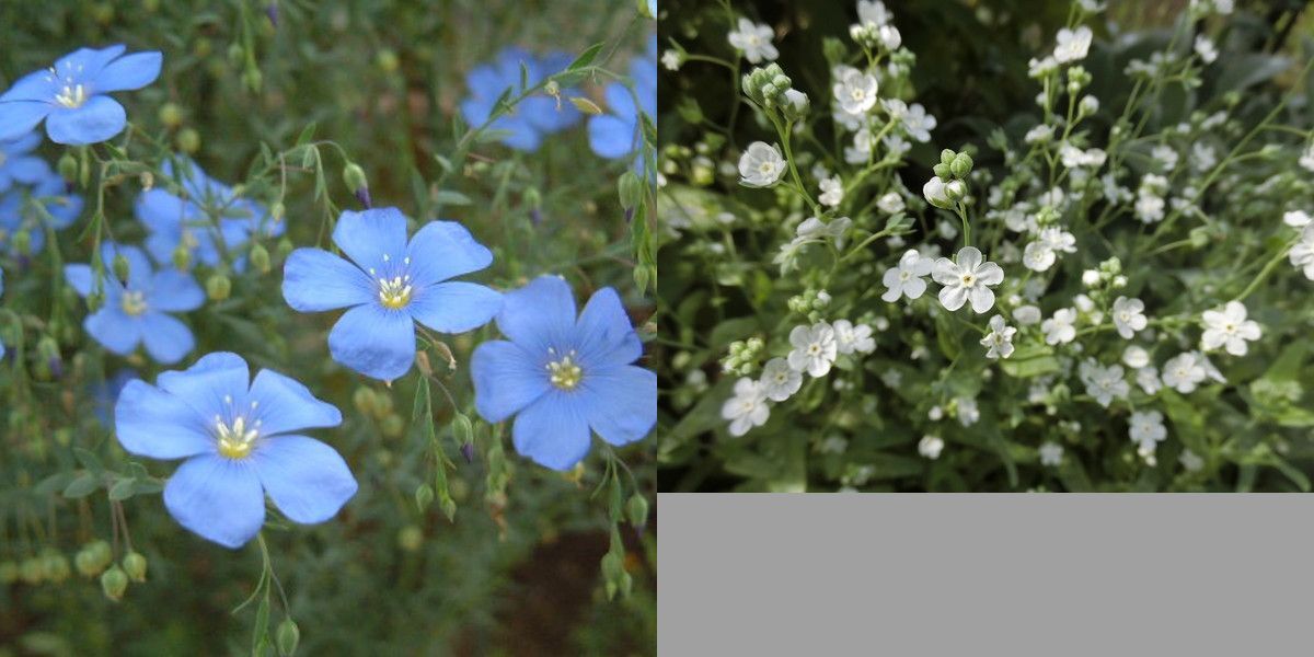 岩ミニレター６３円③23 オンファロデス フラックス 各50粒 小花がかわいい 春撒き花の種 種子 ホワイト ブルー セット 青い花 白い花の画像1