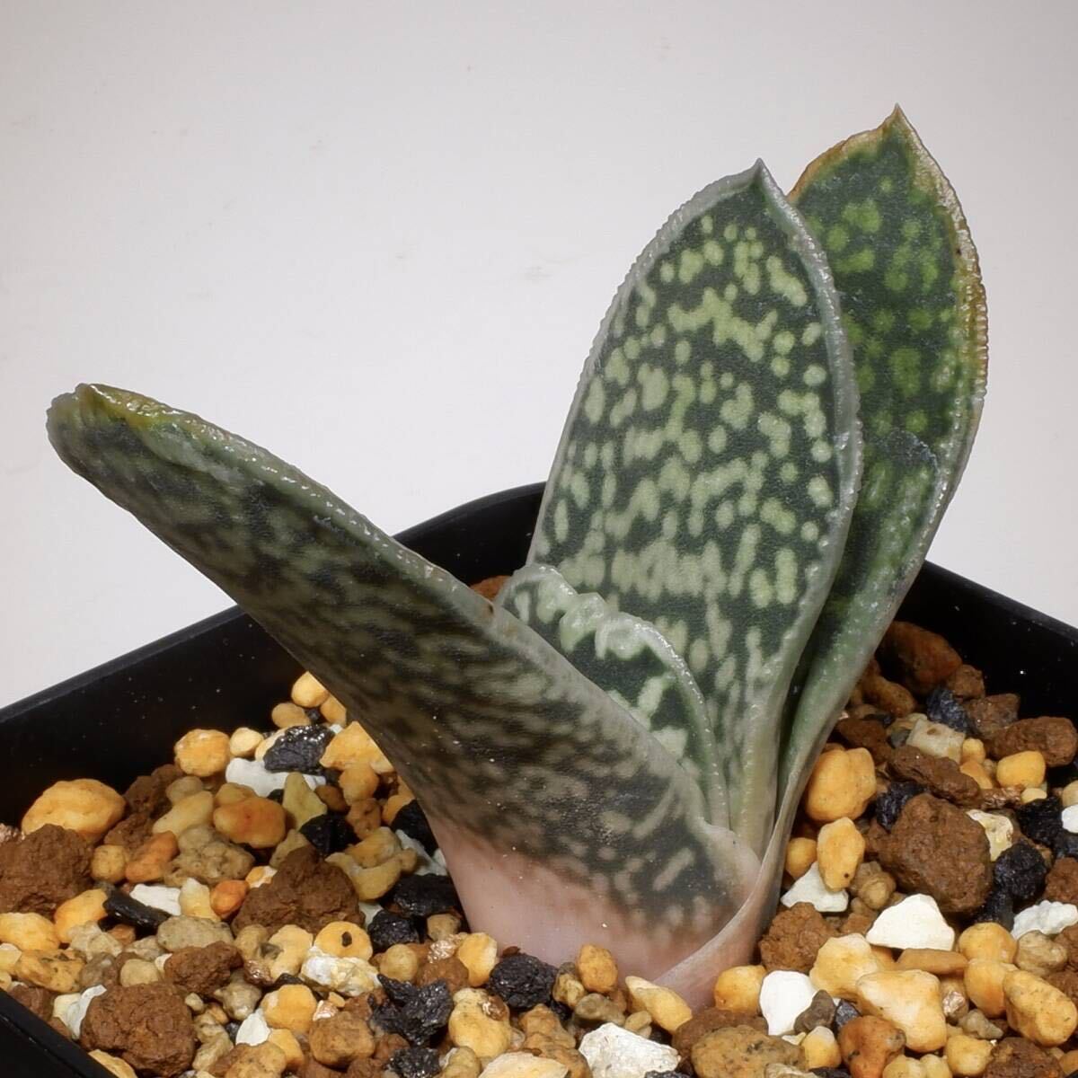 （２４−３１７）ガステリア ディスティカ Gasteria disticha, IB11452, Robertson, ex ITD Collection_同クローン参考