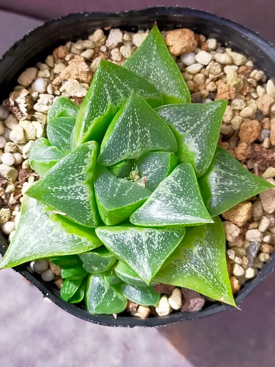 ハオルチア　萌×コンプト　ハオルシア Haworthia 多肉植物_画像3