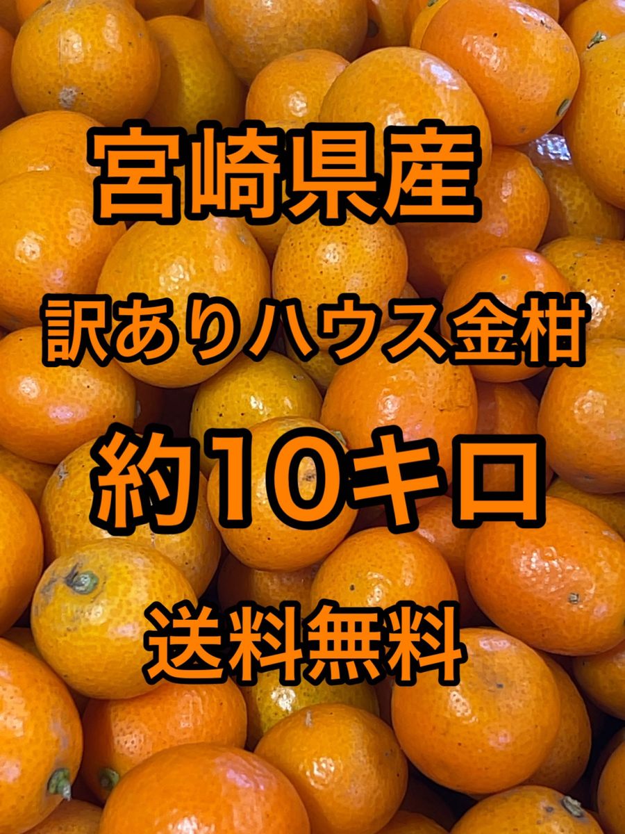 宮崎県産　訳ありハウス金柑　箱込10キロ　サイズS〜Mクラス