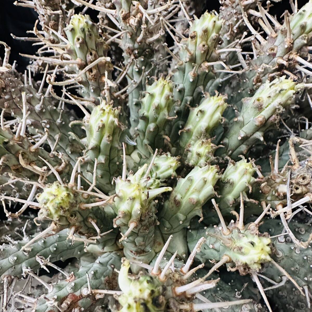 f11 Euphorbia fusca ユーフォルビア　フスカ　現地球　蛮蛇頭 蛮竜角　検(グラキリス デセプタ　ムランジーナ　塊根　_画像9