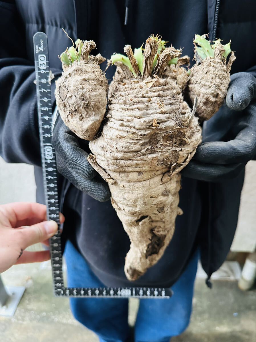 C7 Euphorbia clavigeraユーフォルビア クラビゲラ 現地球 検(グラキリス デセプタ パキプス ムランジーナ 塊根 の画像3