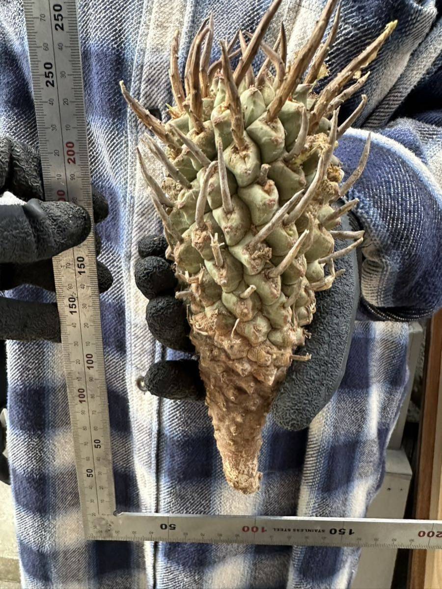  ラスト323 Euphorbia schoenlandii 　ユーフォルビア　スコエンランディ　現地球　検(グラキリス デセプタ　ムランジーナ　塊根　闘牛角_画像2