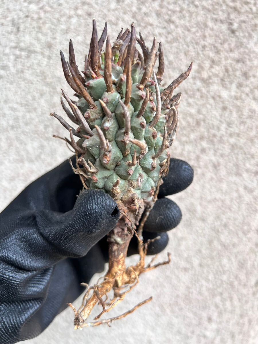  s8 Euphorbia schoelandii ユーフォルビア スコエランディ 闘牛角 現地球 検(グラキリス デセプタ ムランジーナ 塊根 の画像4