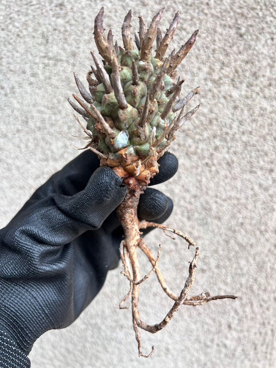  s11 Euphorbia schoelandii ユーフォルビア スコエランディ 闘牛角 現地球 検(グラキリス デセプタ ムランジーナ 塊根 の画像4