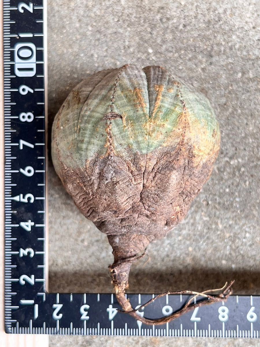 OB16 現地球　Euphorbia obesa ユーフォルビア　オベサ　検(グラキリス デセプタ　ムランジーナ　塊根_画像9