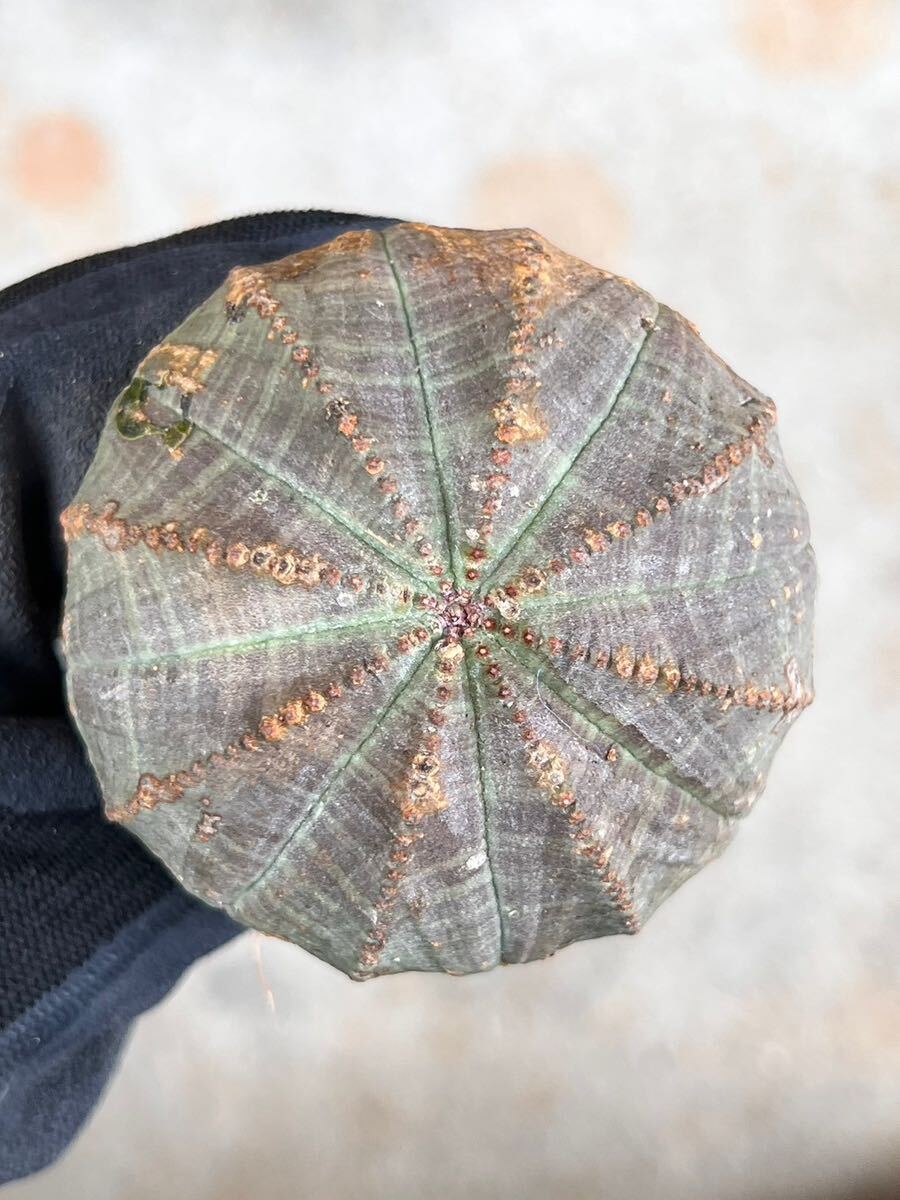 OB22 南ア現地球　Euphorbia obesa ユーフォルビア　オベサ　検(グラキリス デセプタ　ムランジーナ　塊根_画像5