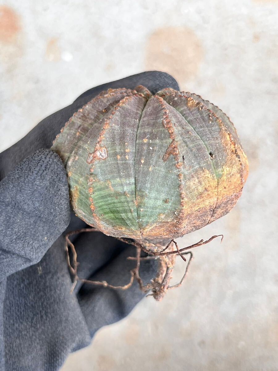 OB22 南ア現地球　Euphorbia obesa ユーフォルビア　オベサ　検(グラキリス デセプタ　ムランジーナ　塊根_画像2